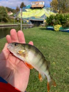 European Perch