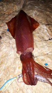 European Squid
