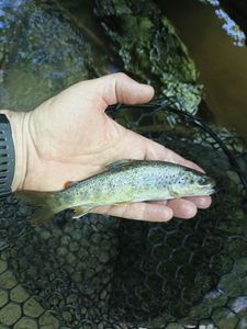 Brown Trout