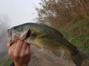 Smallmouth Bass