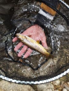 Rainbow Trout