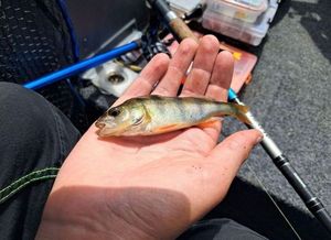 European Perch