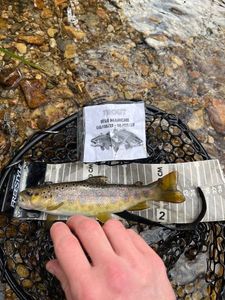 Brown Trout
