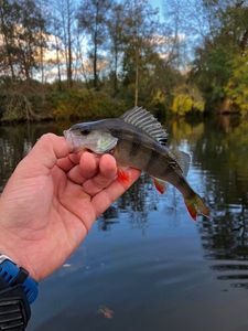 European Perch