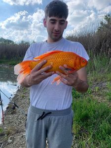 Koï Fish
