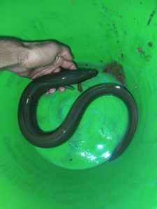 European Eel (Common Eel)