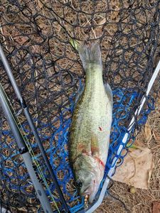 Largemouth Bass