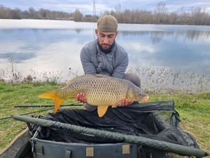 Common Carp