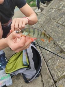 European Perch
