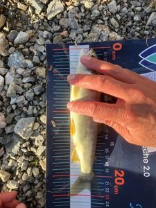 Arctic Char