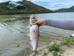 Tarpon