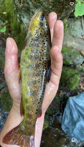 Brown Trout