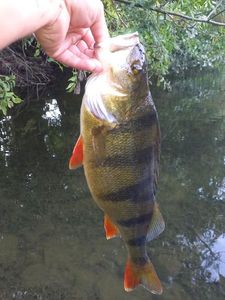 European Perch