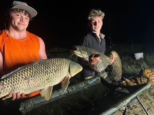 Common Carp