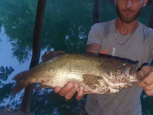 Largemouth Bass