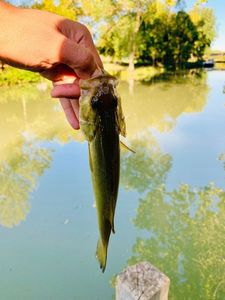 Largemouth Bass