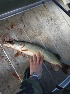 Northern Pike