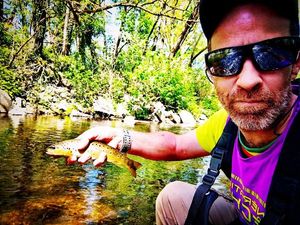 Brown Trout