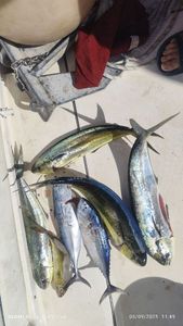 Dolphinfish