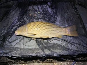 Common Carp