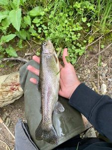 Rainbow Trout
