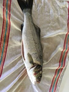 European Bass (Seabass)