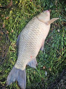 Crucian Carp