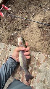 Rainbow Trout