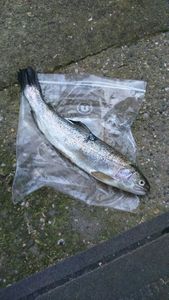 Rainbow Trout