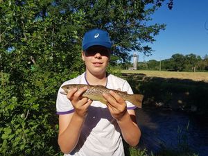 Brook Trout