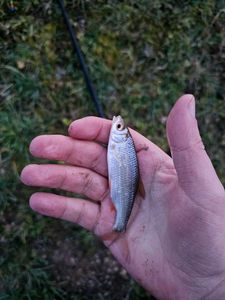 Roach