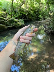 Brown Trout