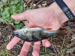 European Perch