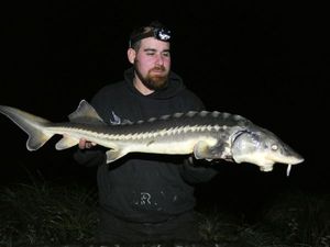 Sturgeon