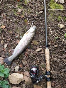 Rainbow Trout