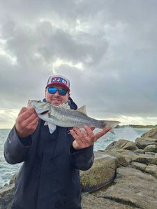European Bass (Seabass)