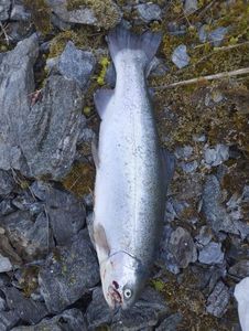 Rainbow Trout