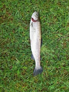 Rainbow Trout