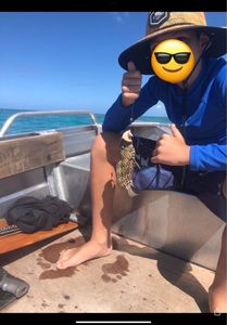 Orange Spotted Grouper