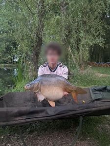 Mirror Carp