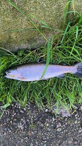 Rainbow Trout