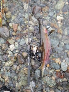 Coho Salmon