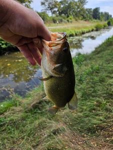 Largemouth Bass