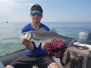 European Bass (Seabass)