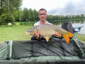Common Carp