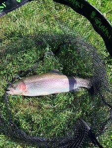 Rainbow Trout