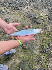 Mackerel