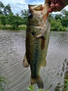 Largemouth Bass