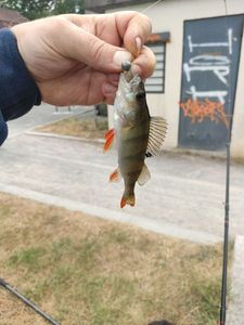 European Perch
