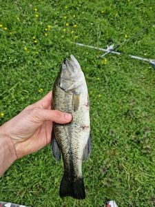 Largemouth Bass